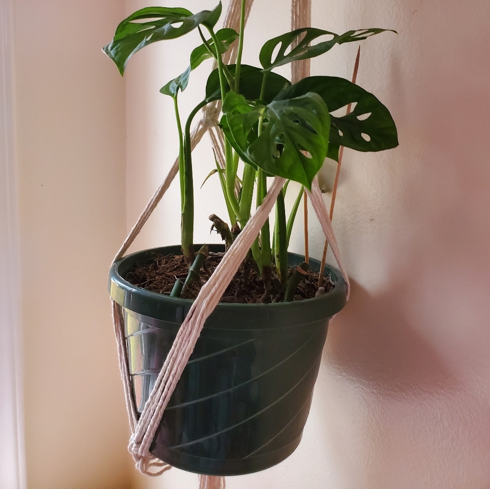 Macrame Plant Hanger (Box pattern) - Picture 3 of 4